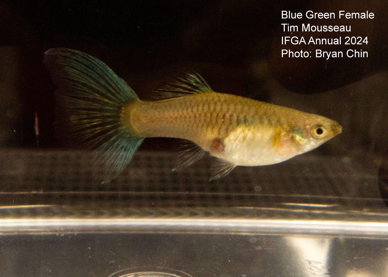 female guppy blue green